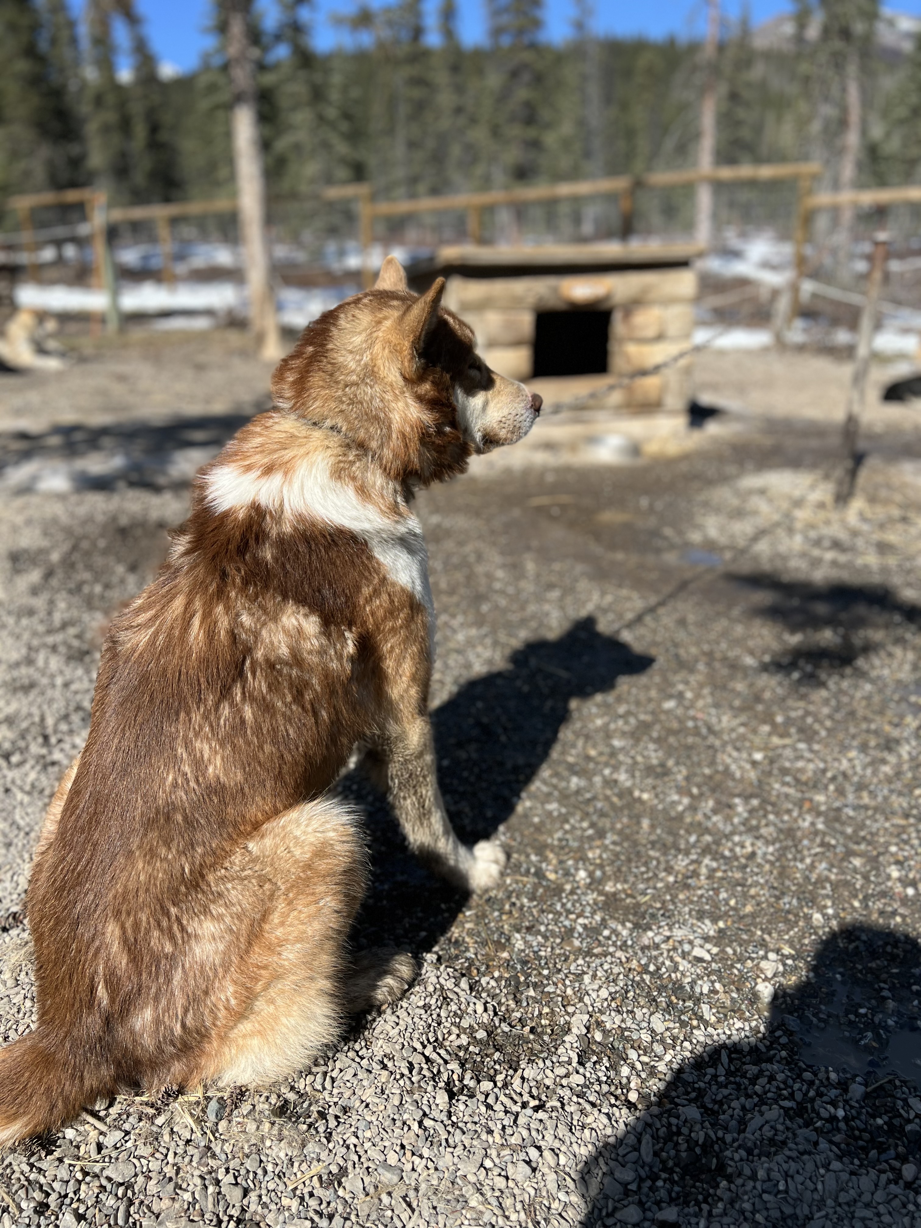 Checked Out – Denali National Park, Alaska